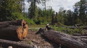 Reliable Humboldt Hill, CA Tree Care Solutions