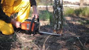 Best Hazardous Tree Removal  in Humboldt Hill, CA
