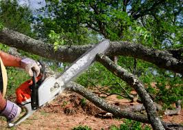  Humboldt Hill, CA Tree Care Pros