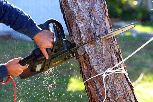 Best Commercial Tree Services  in Humboldt Hill, CA