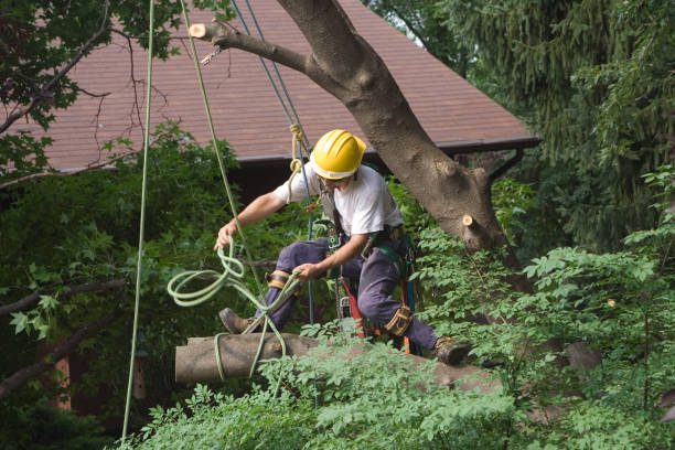 Best Pest Control for Lawns  in Humboldt Hill, CA