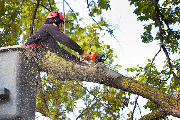 How Our Tree Care Process Works  in  Humboldt Hill, CA