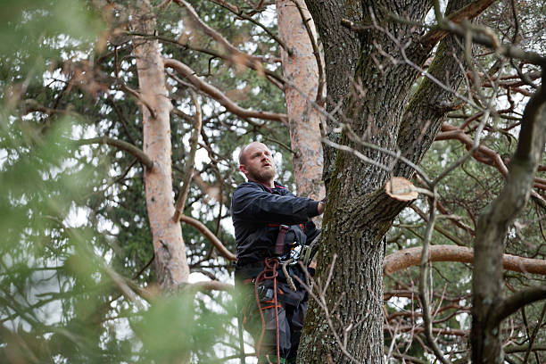 Best Tree Removal  in Humboldt Hill, CA