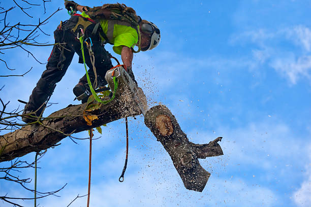 Best Tree and Shrub Care  in Humboldt Hill, CA