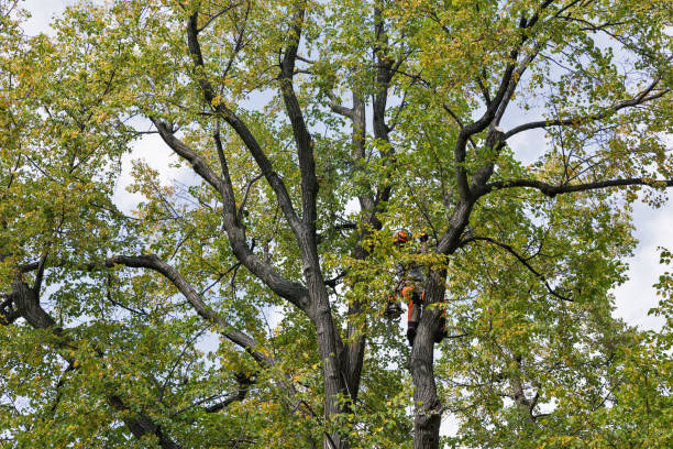 Best Arborist Consultation Services  in Humboldt Hill, CA
